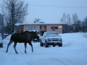 My neighbourhood moose
