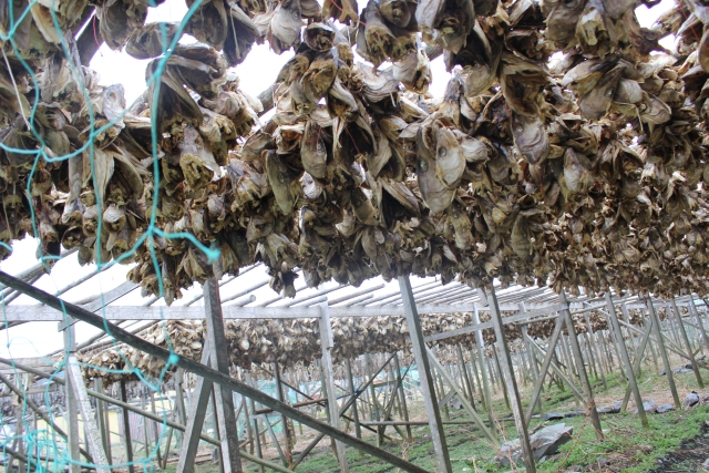 Mehamn_drying_cod1