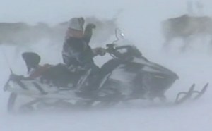 reindeer roundup as filmed by ZDF, Dec 2012