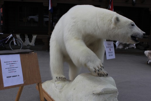 Svalbard_Polar_bear_street