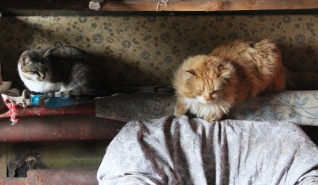Cats of Barentsburg. Photo: Anna Stammler-Gossmann