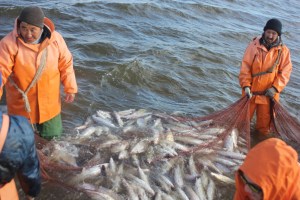 During fieldwork, Omul was the main fish we got. Delicious!!!