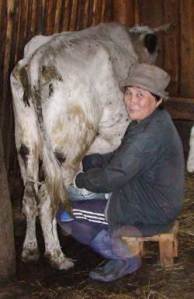 The unique Sakha cow, still being actively used, here by Nadezhda Ammossova in Sakkyryr