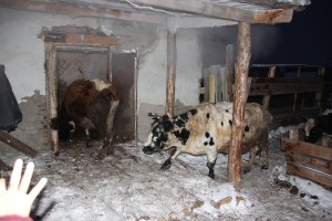 the cowshed house of the Baishevy 