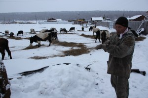 Afanasiy's herd is too big for feeding it inside of the yard, so "this is their breakfast" outside, he says. 