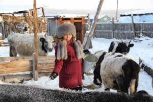 people help animals to develop their herd instinct, here Matrena Baisheva with her herd