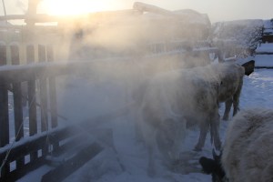 water drinking at minus 30 or lower - a daily activity for the Sakha cattle