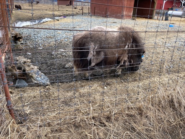 A young muskox is quite busy with his 'beauty rituals'. Photo Roza Laptander.


